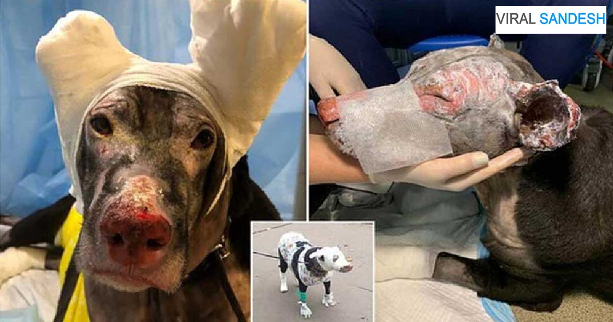 pregnant dog saved life of many