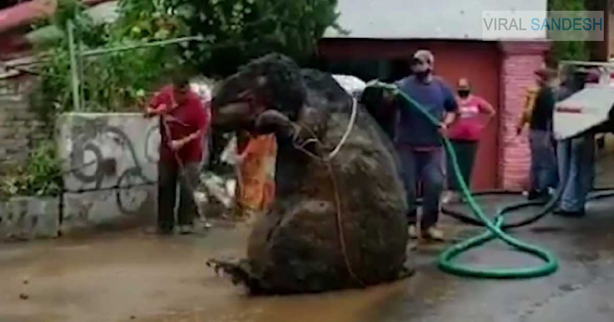 giant rat found during clearing drainage