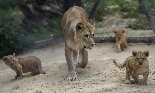 Barbary Lion Cubs