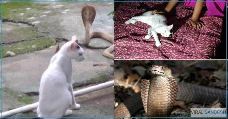 Chinu Cat Cobra Snake Viral Video