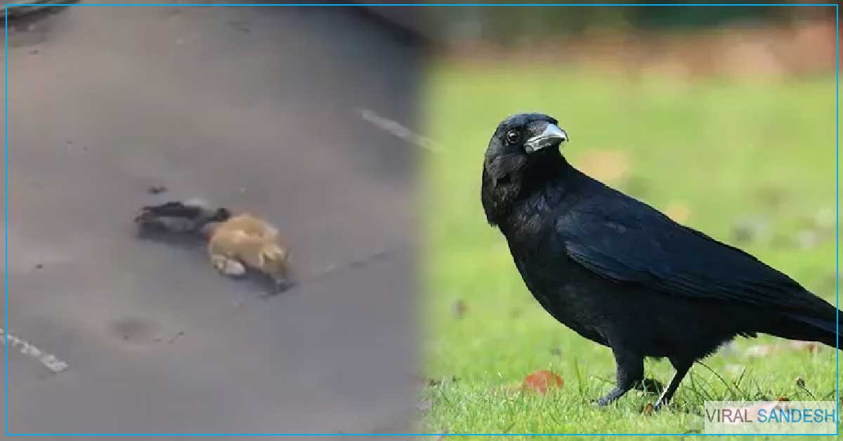 Clever Crow Teamwork