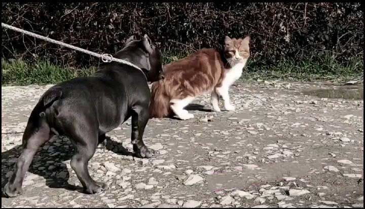 Dog barking on cat 1