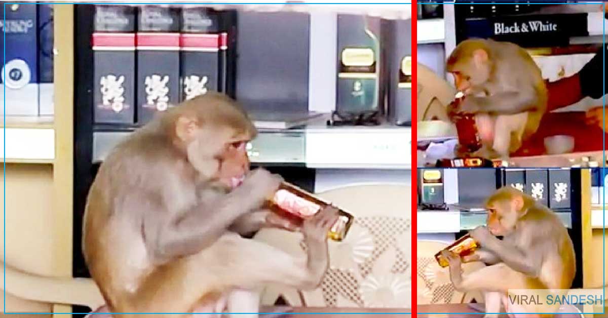 Drunk Monkey Viral Video