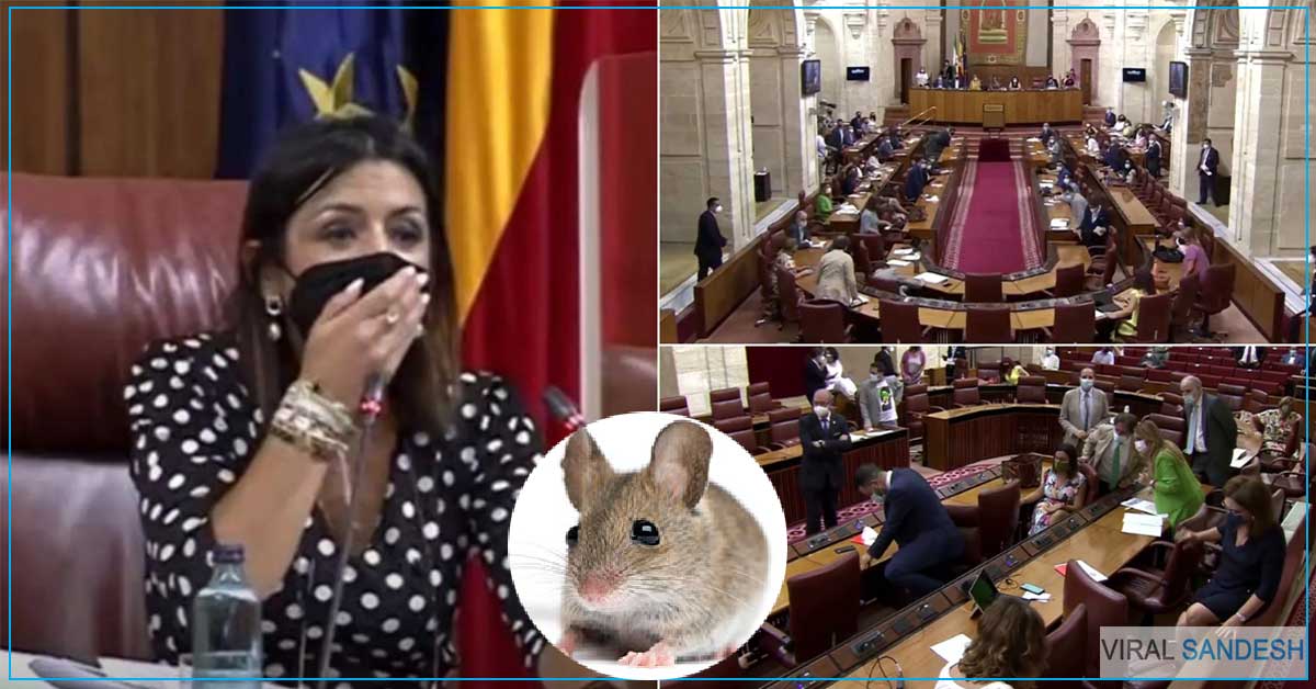Mouse in Parliament in Spain