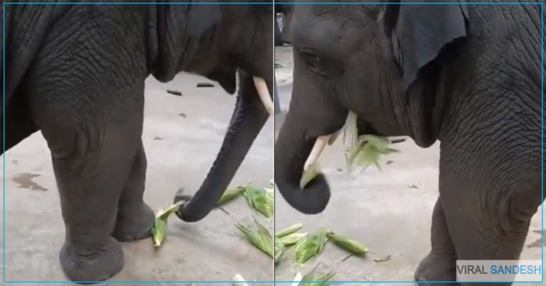 Elephant Eating Corn Cob Viral Video