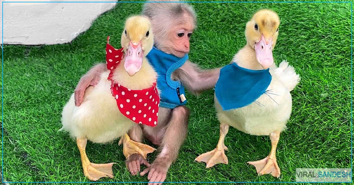Monkey and Duck Friendship viral video