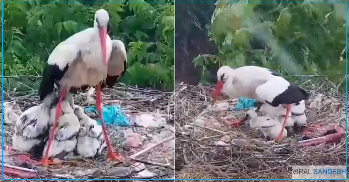 cranes become umbrella for heron cubs
