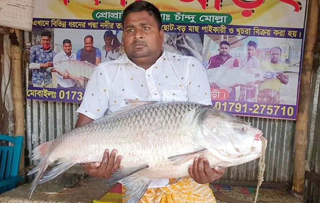 catal-fish-in-pabna-bangladesh
