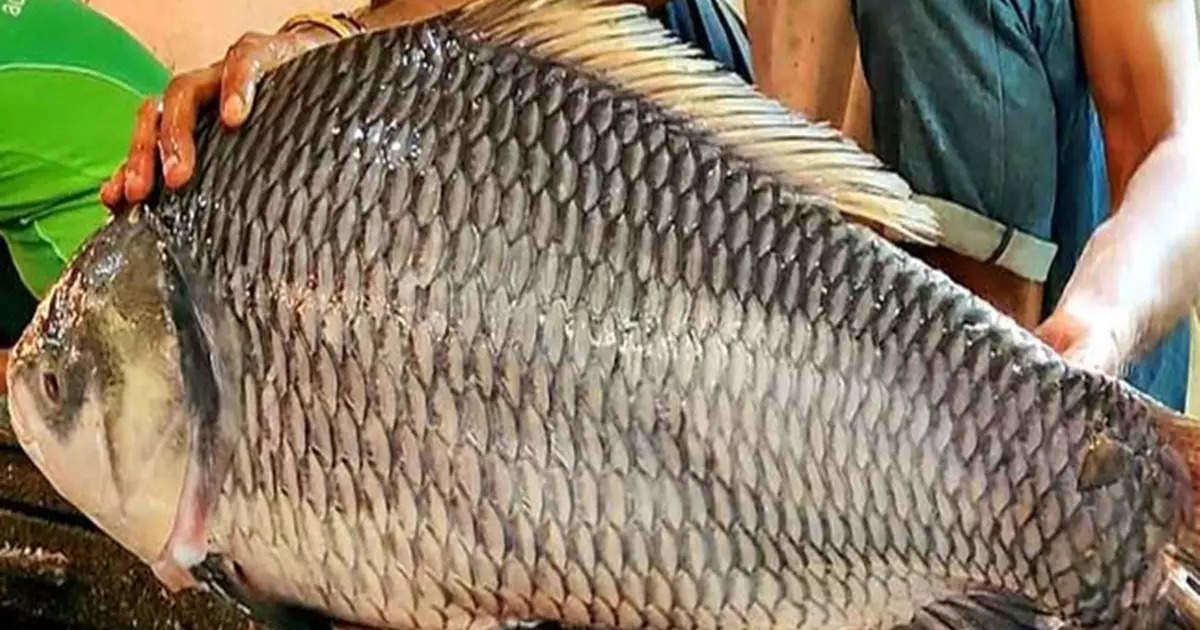 catla fish in pabna bangladesh