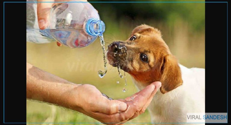 dog drinks water from hand