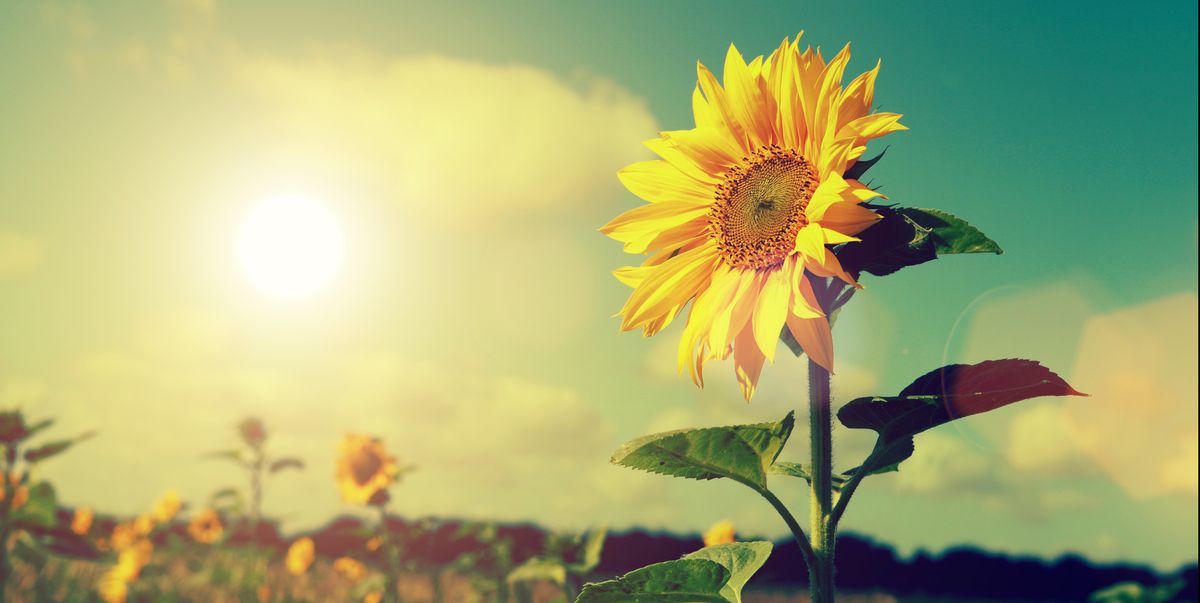 sunflowers solar power