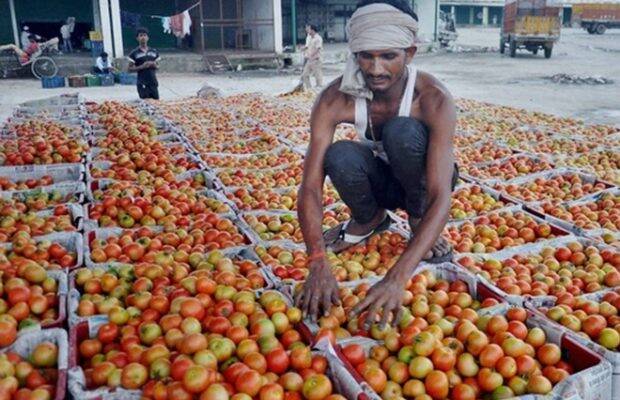 tomato price high in festival