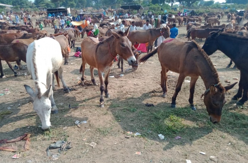 Donkey Fair in Chitrakoot 2