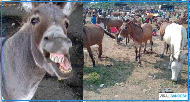 Donkey Fair in Chitrakoot 3