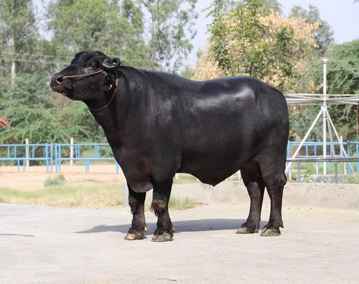 Dara Bull LDF Punjab