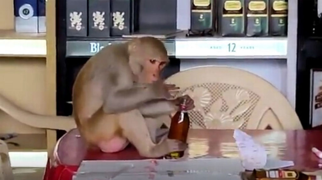 Wine Bottle in Monkey Hand