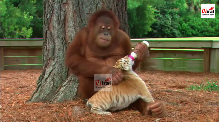 Monkey Feed Milk to Cubs