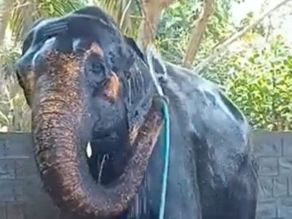 Elephant Taking Bath