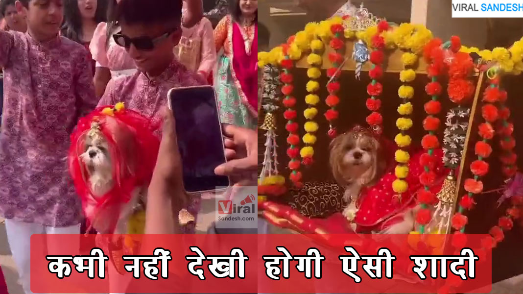 Indian Dog Wedding Viral Video 1