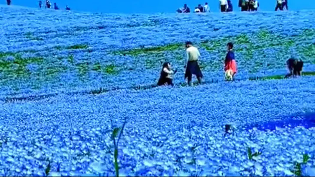 japans valley of blue flowers