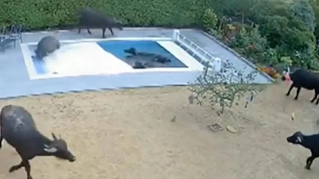 Buffaloes in swimming pool
