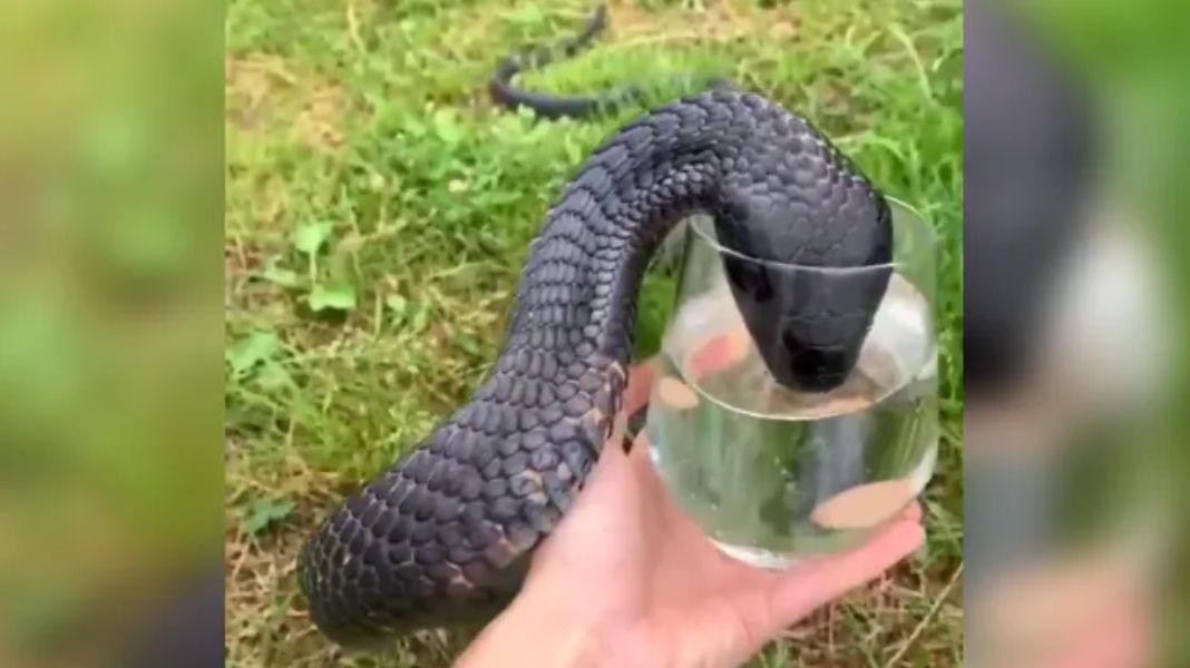 King Cobra Drinks Water From A Glass