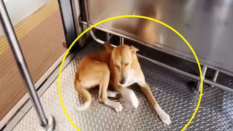 Dog Shocking Video