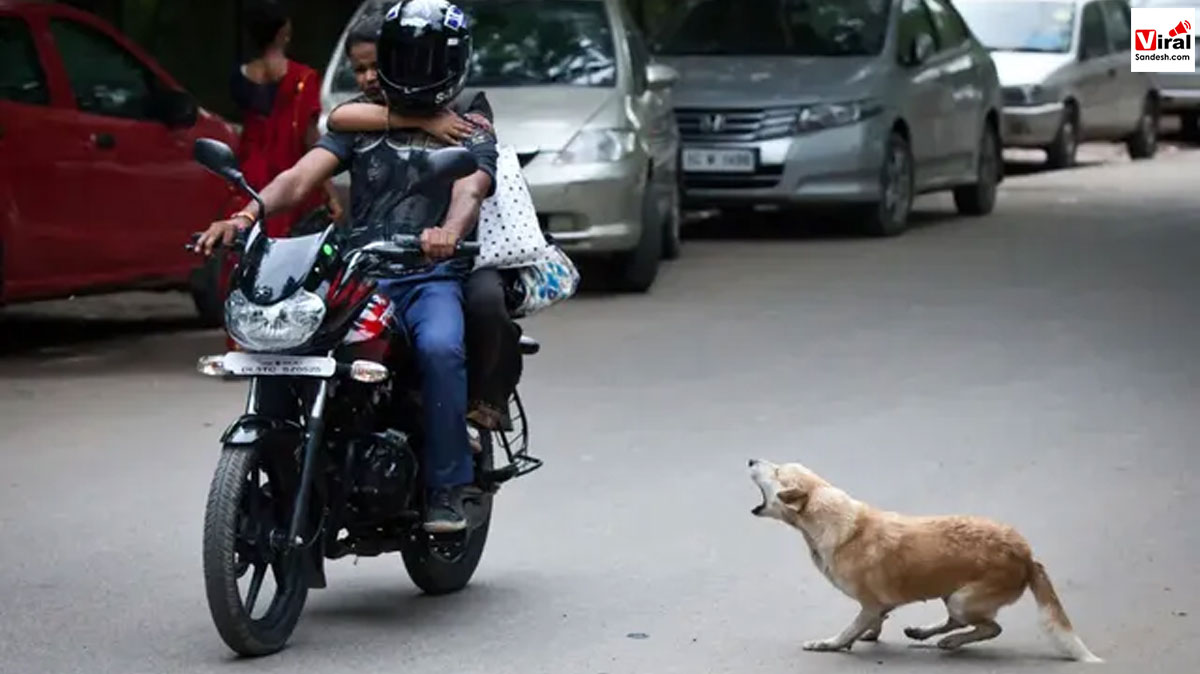 Dogs Chasing Bike