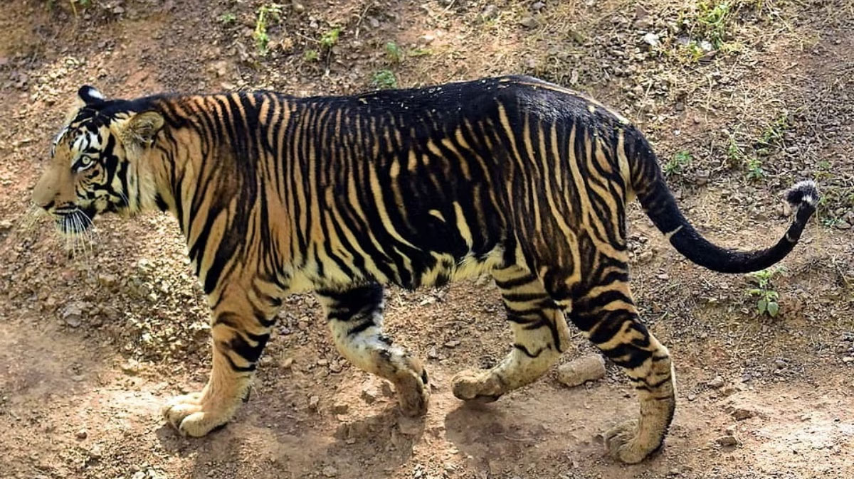 Odisha Rare Black Tiger
