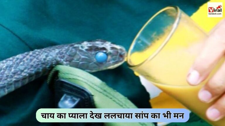 Snake Drinking Tea