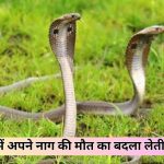 Snakes Revenge Myths