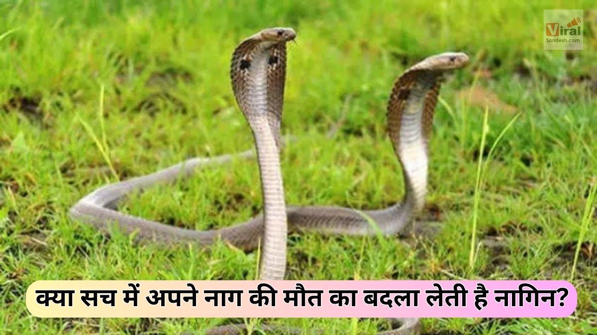 Snakes Revenge Myths